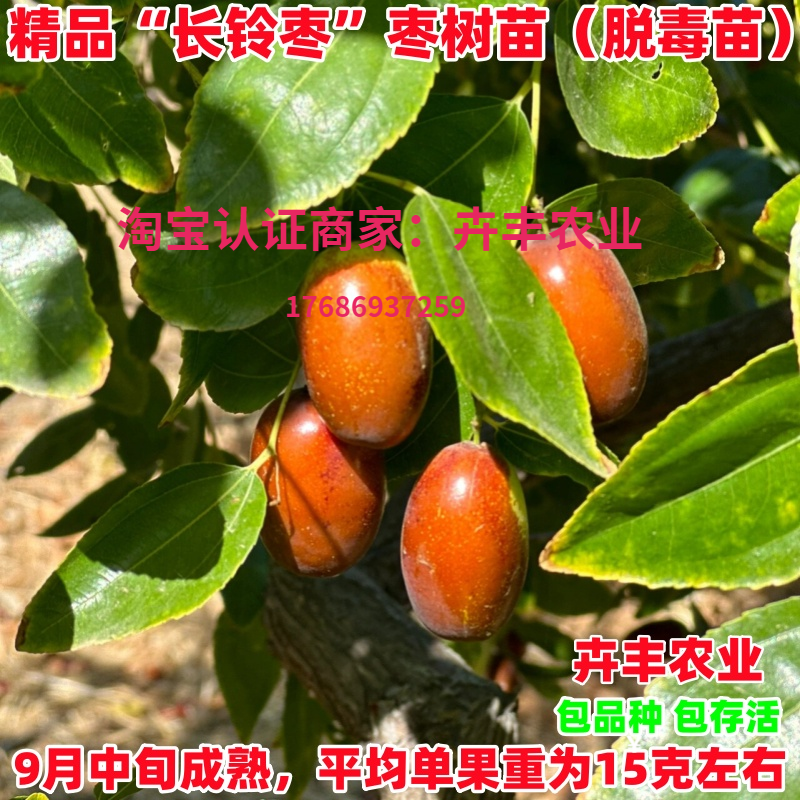 枣树活苗嫁接长铃枣蚂蚁枣牛奶枣树苗盆栽地栽北南方种植当年挂果