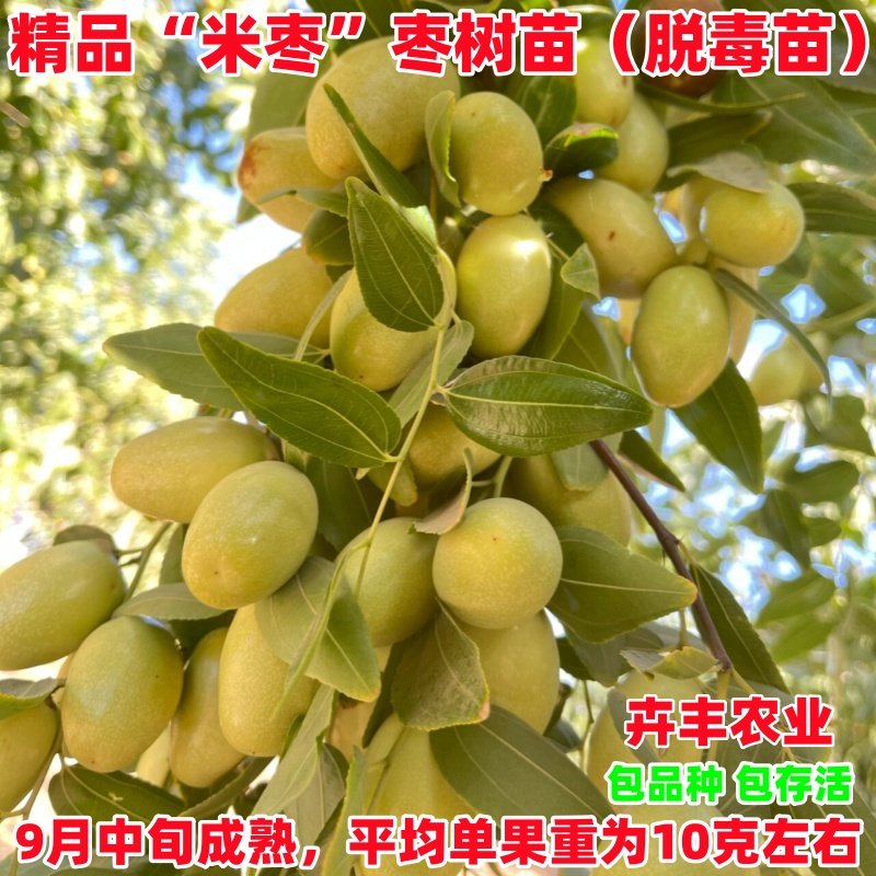 枣树活苗嫁接四川崭山米枣树苗脆甜枣子苗果树盆栽地栽南北方种植