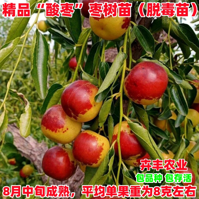 酸枣枣树苗早熟酥脆丰产