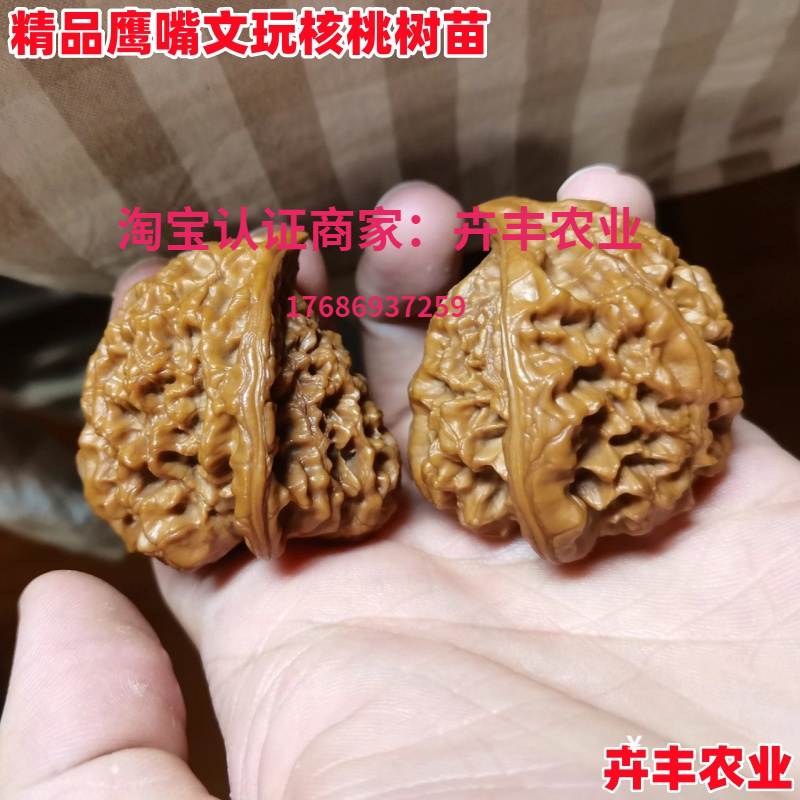 文玩核桃苗树异形蛇头鹰嘴核桃苗盆栽庭院地栽麻核桃苗南北方种植