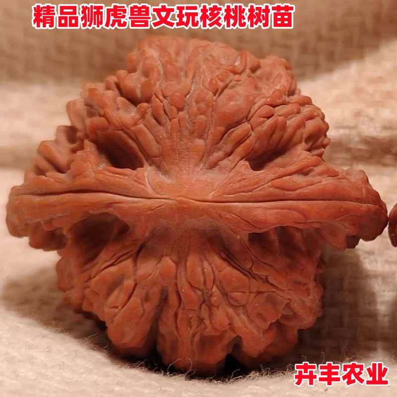 狮虎兽文玩核桃树苗野生麻核桃苗南疆石狮子头麦穗虎头盆栽地栽苗