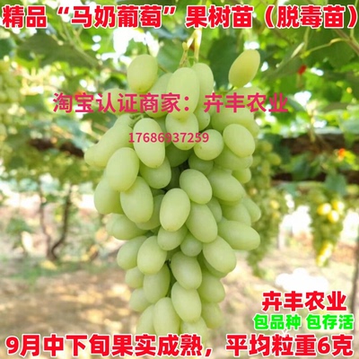 马奶提子葡萄中熟丰产软甜多汁