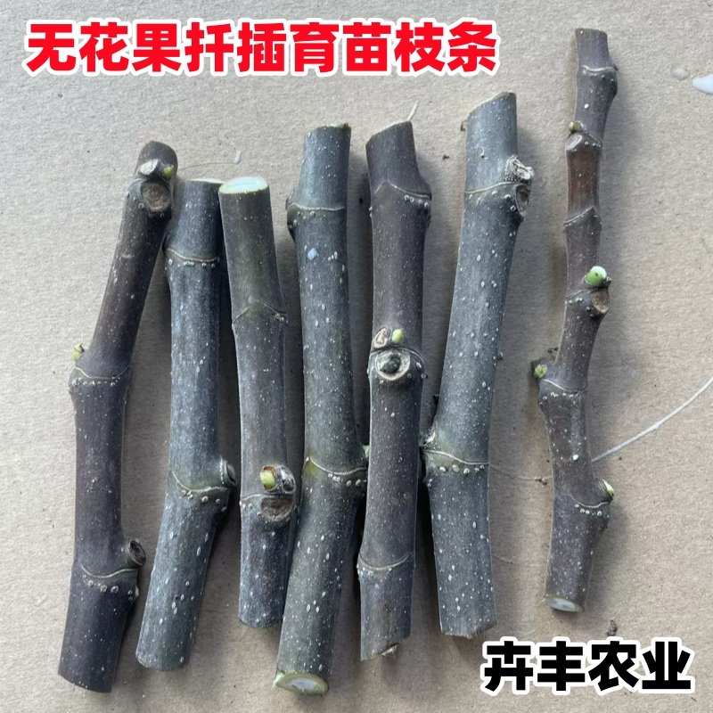 无花果枝条加州黑 斯特拉 芭劳奈 安金 哈代绿皮扦插嫁接育苗枝条