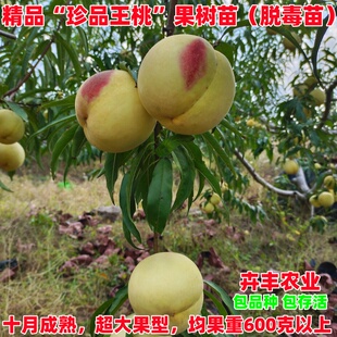 特大脆甜超级珍品王桃树苗嫁接晚熟离核玉红巨雪桃树