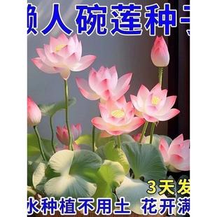 莲花荷花C 七天发芽不开花你来找我七彩六色水培花卉水养四季