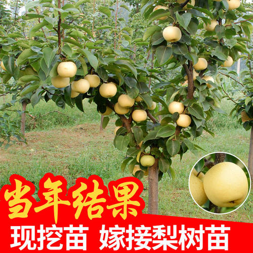 梨子皇冠翠冠苖砀山当年梨苗结果活苗秋月新品种果苗梨树嫁接梨树