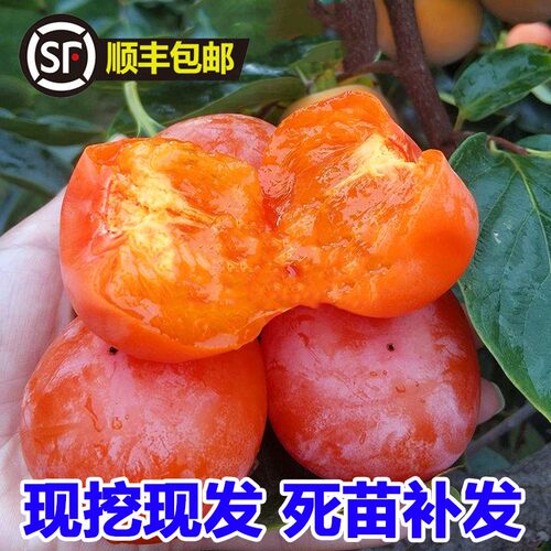 新品种秋蜜柿汁多肉甜柿子苗地栽