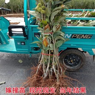 当年板栗嫁接苗北方迁西苗树栽种植南方特大板栗树果树地结果果苗