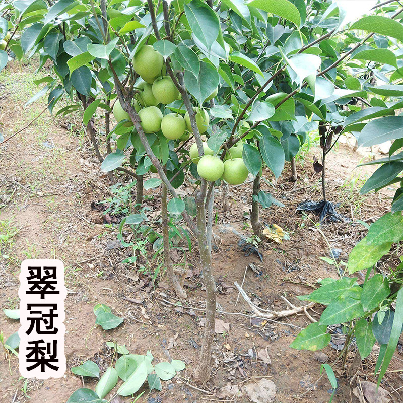 地果苗梨树栽嫁接苗梨树当年翠冠丰水苖树苗梨梨子果苗果树树结果