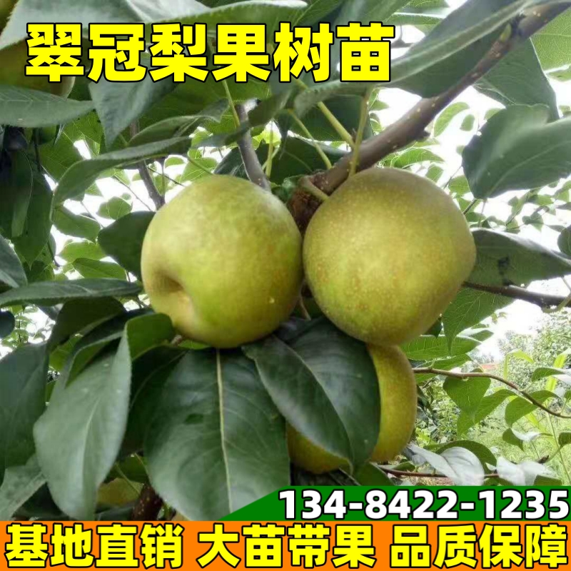 大树盆栽庭院栽果苗室内梨树当年树苗翠冠梨地嫁接南北方结果种植