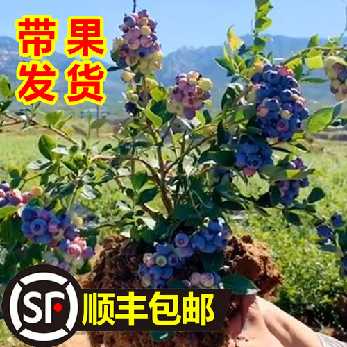果树盆栽苗兔眼果苗蓝莓种植地果苗南北方带大果栽树蓝莓苗绿宝石