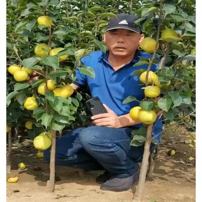果苗梨树果树当年栽嫁接苗梨子树地结果翠冠梨丰水树苗梨树