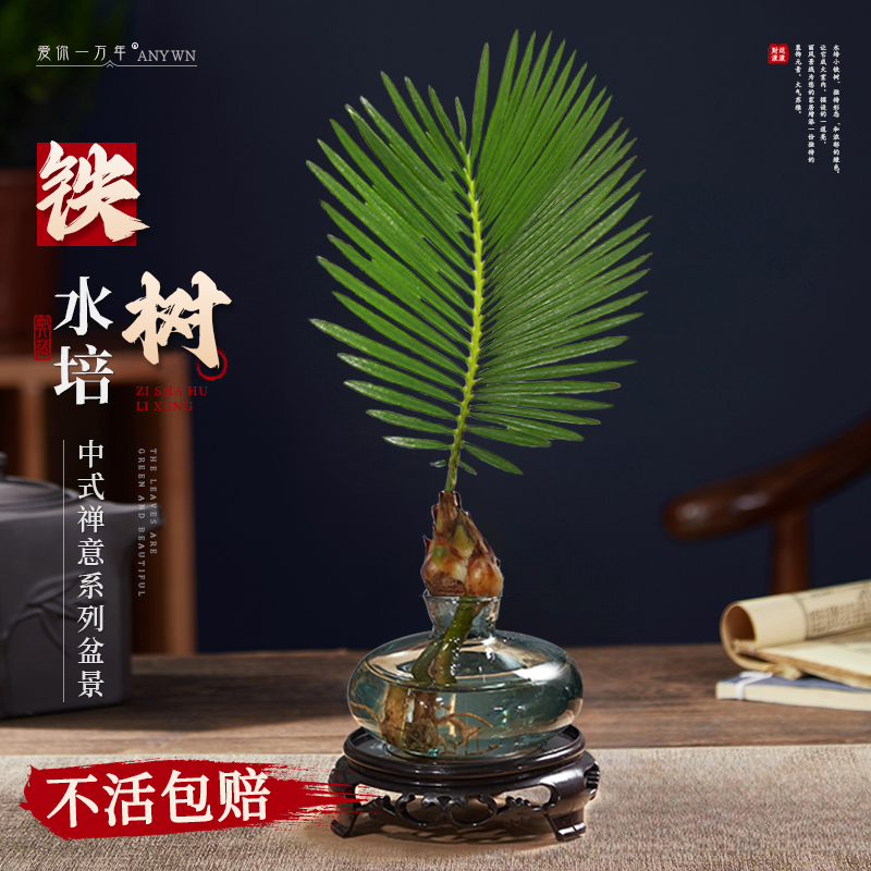 精致水培桌面颜值新高度静享惬