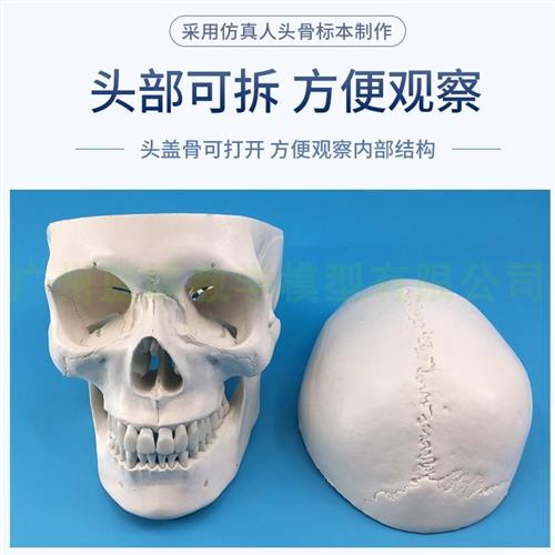 一比一医学仿真骷髅人体头骨模型 骨缝线头颅骨解剖标本 数字标识