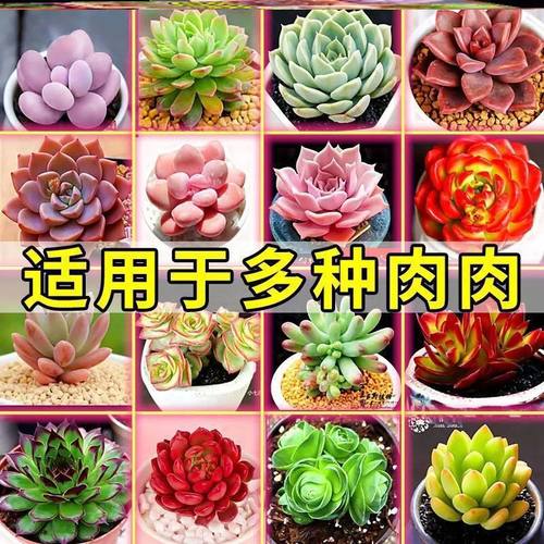 多肉爆根王快速生根壮苗剂多肉植物专用养花水通用营养液生根液