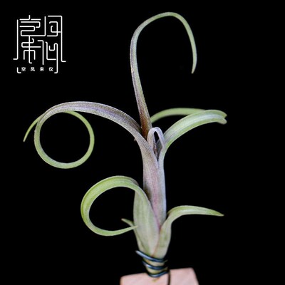 绿花中盆栽吸除甲醛空来无土植花空气植物花卉凤V凤梨客厅室内