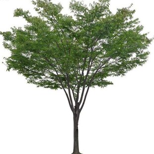 榉树树苗红榉树小苗n庭院风景树大型丛生榉树朴树苗南北方种植耐