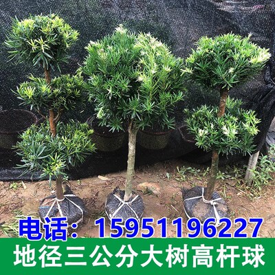 罗汉松大树树苗盆景雀舌造型素材3公G分球型汉松庭院盆景米叶老桩