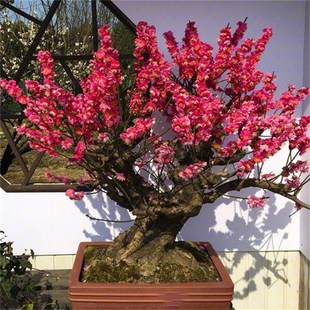 北方室外a耐寒植物梅花盆栽耐冻花卉室内庭院东北老桩红梅腊梅盆