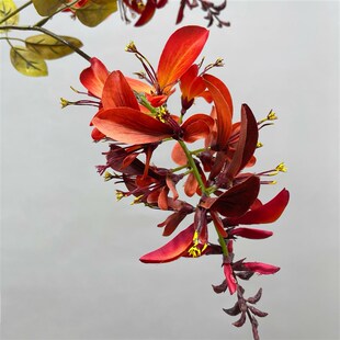 仿真2头刺桐火焰兰仿真花民宿餐桌装饰假花瓶摆件手捧花造景配材