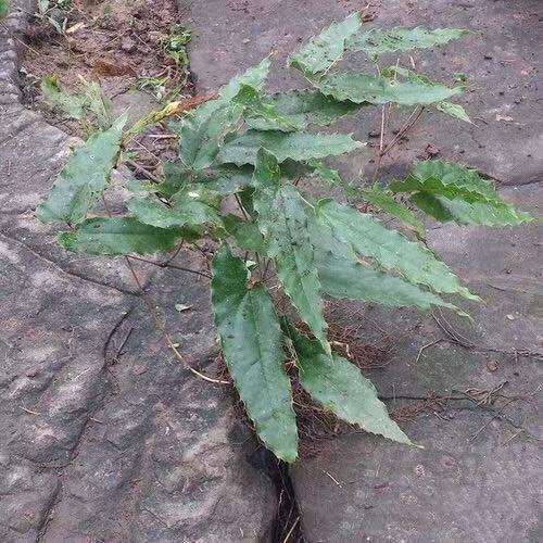 贵州淫羊藿农家自挖中药材500g整棵带根三枝九叶草男性泡茶水泡酒