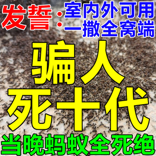 药灭蚁特效药家用无毒一窝端农用菜地家里有蚂蚁用什么药 杀蚂蚁