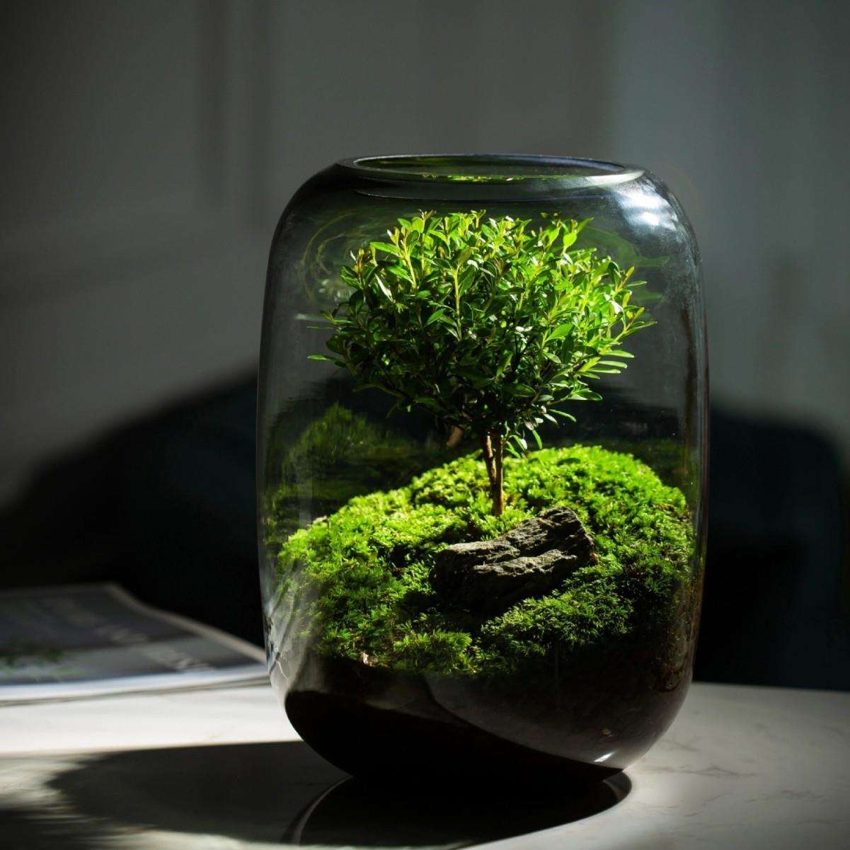 浅竺生命之树苔藓微景观摆件生态瓶办公室桌面生态缸绿植造景盆景