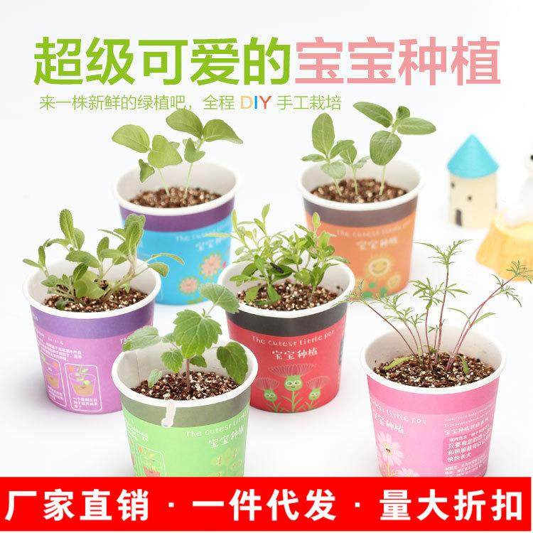 爆款桌面小盆栽DIY创意植物办公摆件防辐射宝宝种植迷你鲜花康乃,家居饰品,餐桌花艺,淘宝优惠券,粉丝福利购,淘宝优惠卷