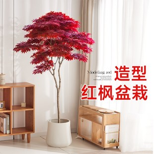 红枫树盆栽客厅绿j植高级感室内大型植物盆栽落地老桩造景树苗造