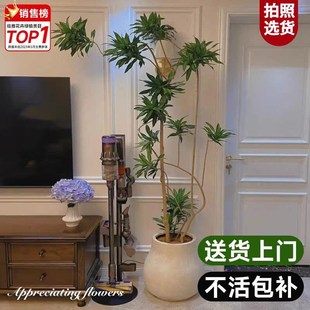 百合竹真绿植室j内大型植物盆栽客厅落地盆景禄植办公室龙血树好