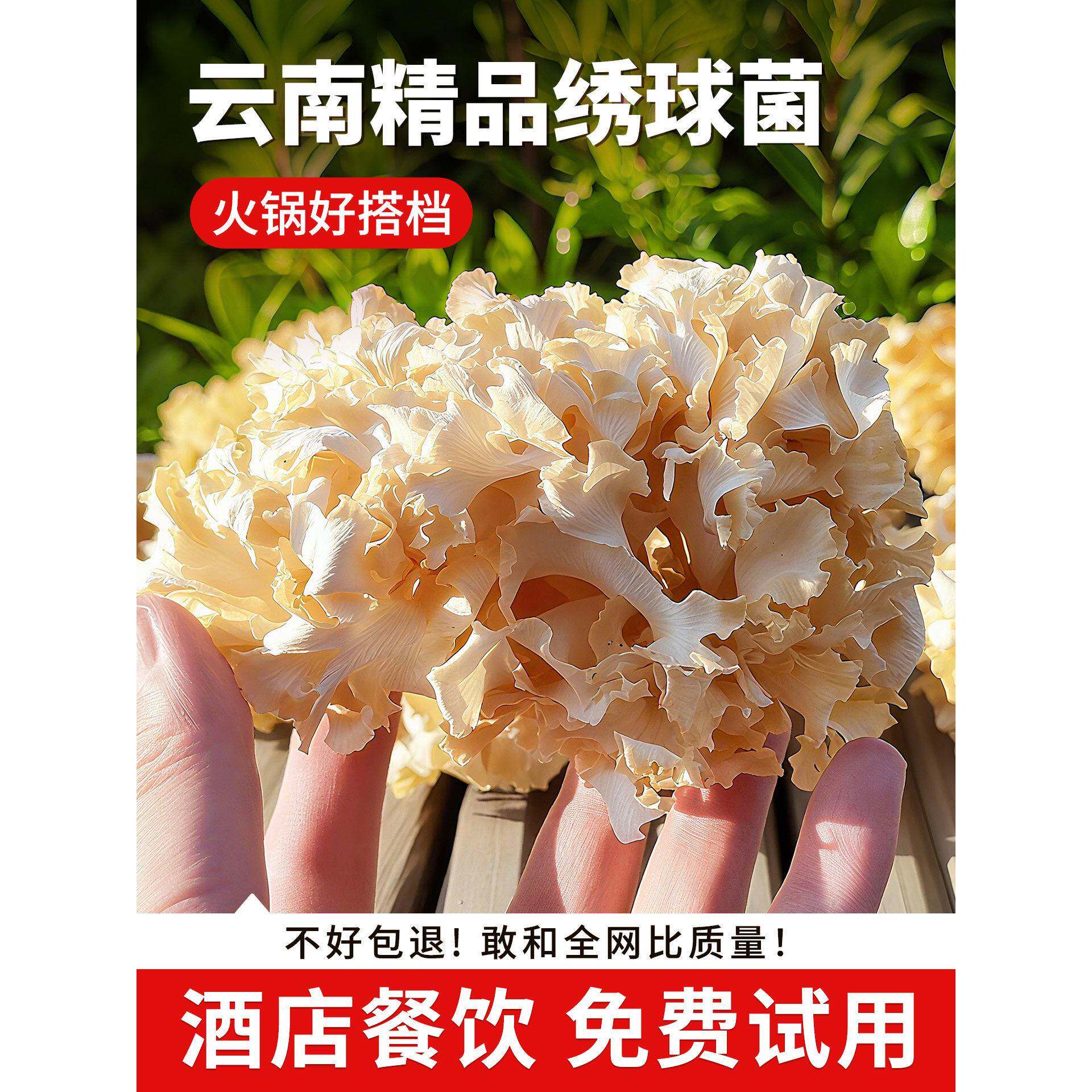 云南精品绣球菌干货火锅食材餐饮新鲜商用蘑菇菌类花瓣菇类食用菌