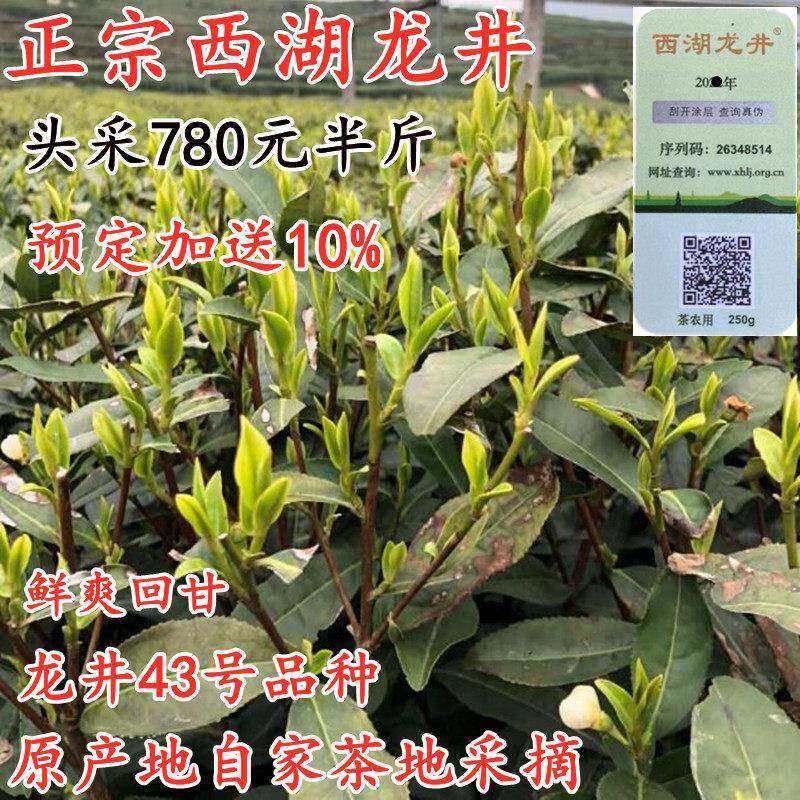 预售西湖龙井2025新茶正宗杭州龙井绿茶茶叶明前头采茶农直销250g