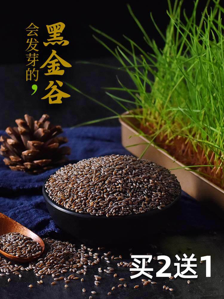 黑金谷米500g燕麦黑小米陕西秦岭五谷杂粮粥原料血燕麦包邮