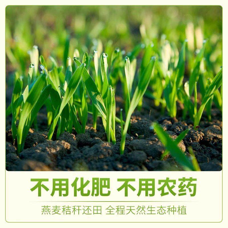 蒙北天然燕麦片高端无添加原味冲饮营养早餐有机纯净素燕麦片,咖啡/麦片/冲饮,纯燕麦片,淘宝优惠券,粉丝福利购,淘宝优惠卷