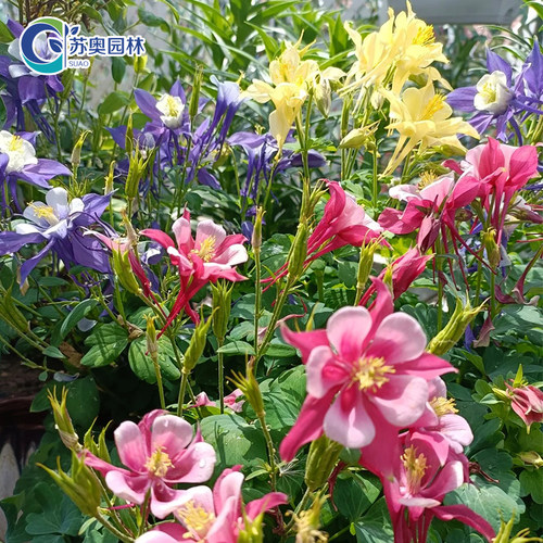 【耧斗菜花苗】多年生宿根耐寒植物庭院阳台花卉绿植盆栽四季种植