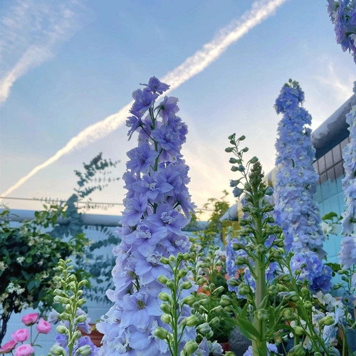【大花飞燕草】花苗多年生