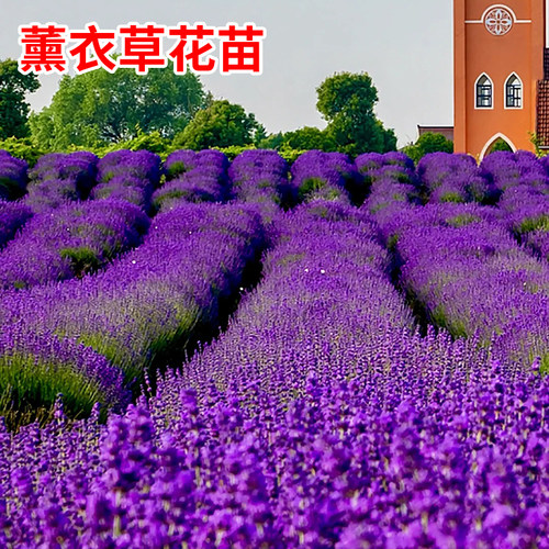 【普罗旺斯薰衣草】耐寒耐旱