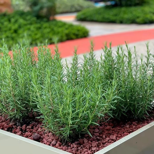 【迷迭香花苗】多年生耐寒植物室内客厅除异味迷迭香盆栽绿植
