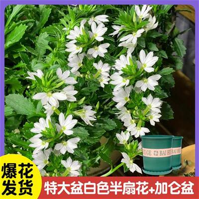 半扇花适合懒人养的花卉盆栽易活四季室内外室外耐寒耐热开花植物