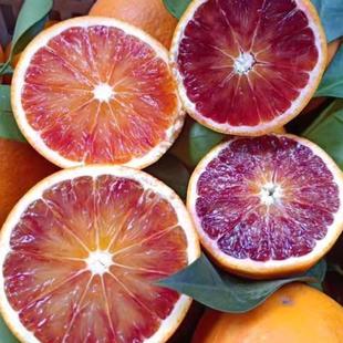 正宗湖南麻阳塔罗科血橙新鲜水果当季手剥橙10斤整箱玫瑰香大果