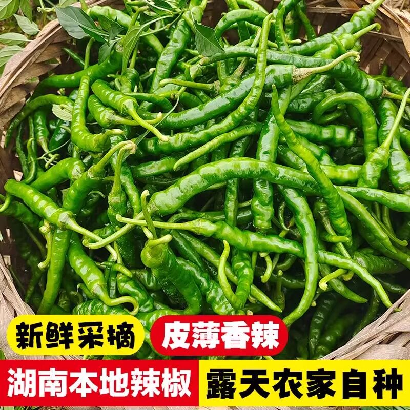 湖南特产农家露天种植自种现摘新鲜辣椒薄皮青线椒本地尖椒