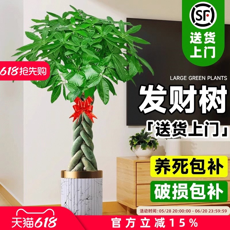辫子发财树大型室内客厅盆栽绿植招财树办公室乔迁开业落地绿植物