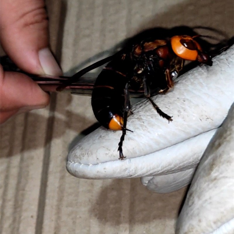 养胡蜂马蜂加厚防蜂牛皮手套捉胡蜂马蜂羊皮防蜂蛰透气手套马蜂服