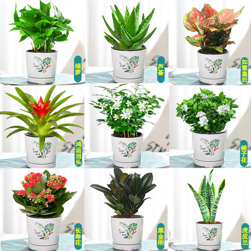 绿萝发财树吊g兰花卉盆栽植物室内文竹多肉去除甲醛土培小绿植好
