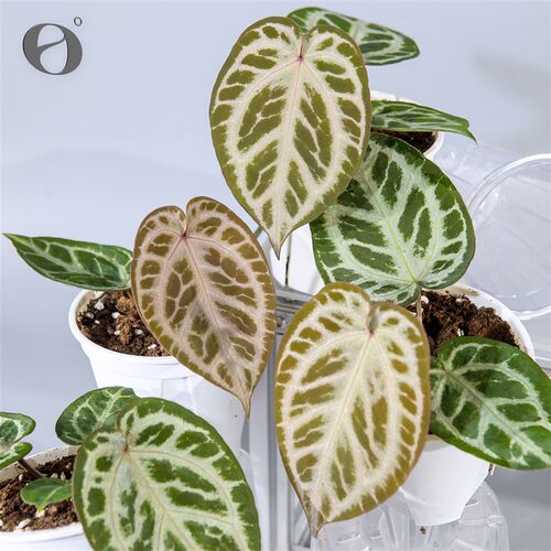 活性保持/ f粉色面纱花烛 铜锣烧杂红水晶 天南星科绿植盆栽植物