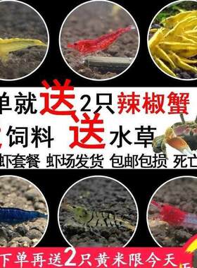 极火虾除藻虾观赏侏儒小龙虾宠物虾淡水工具虾鳌虾冷水苗龙纹蓝色