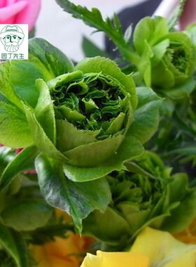 新品 结绿珍 切花绿色玫瑰月季花苗庭院盆栽阳台迷你灌木花园植物