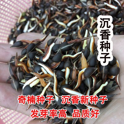 绿奇楠沉香种子奇楠种子奇楠沉香小苗树心奇种沉香籽发芽率高