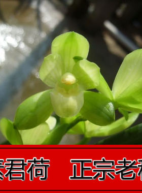 正品兰花素君荷宗老种 鉴赏庭院浓香建兰室内盆栽 免邮