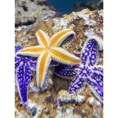 海星鲜活海星活宠物o饲养套餐海洋宠物观赏翻砂紫海星宠物工具包